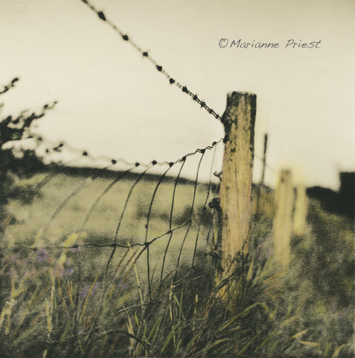 Summer Fence Hc
