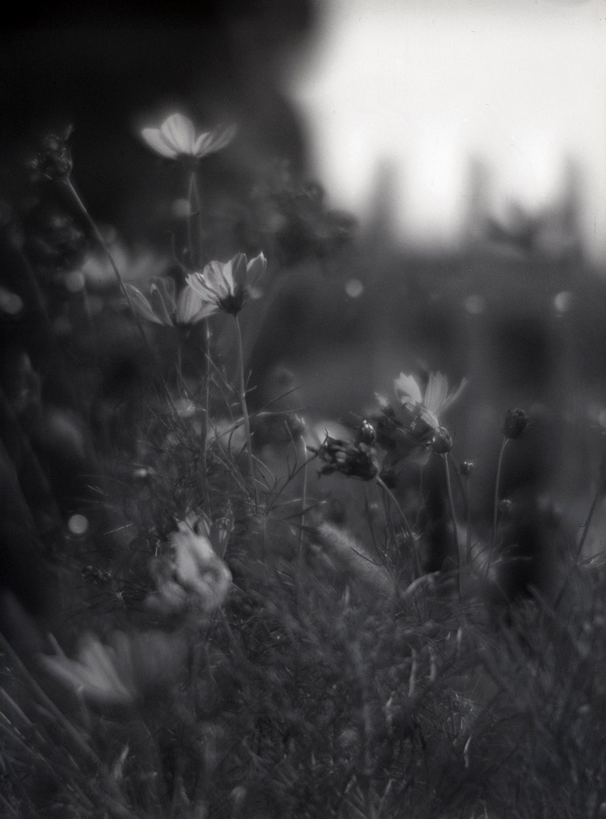 Summer Flowers