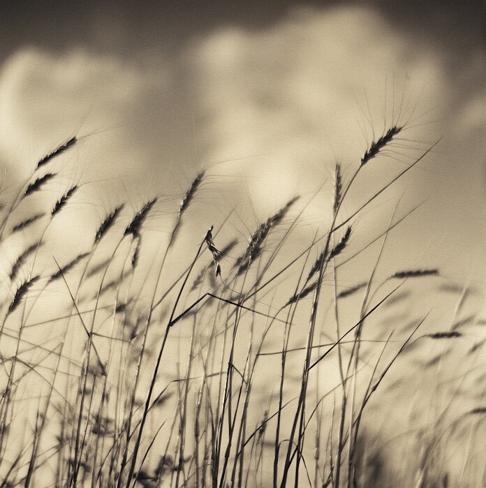 Summer Grass 2