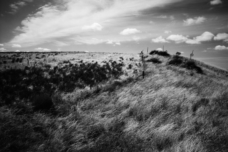 Summer Grass