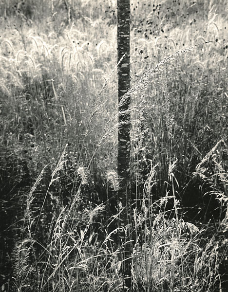 Summer Grasses and Sapling