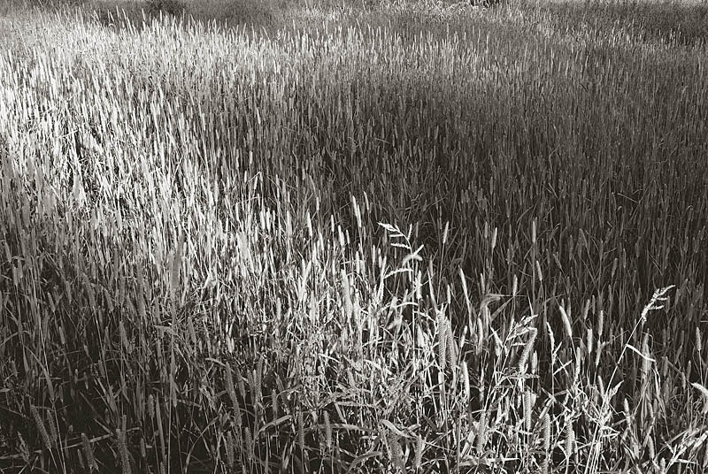 Summer Grasses, Eagle Creek