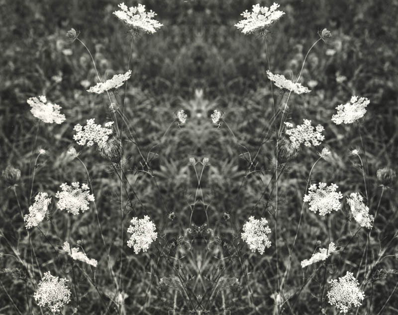 Summer Snowflakes, Eagle Creek