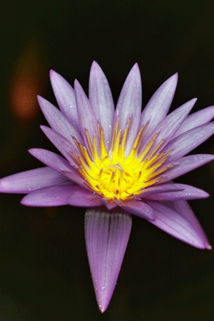 Summer Water Flowers