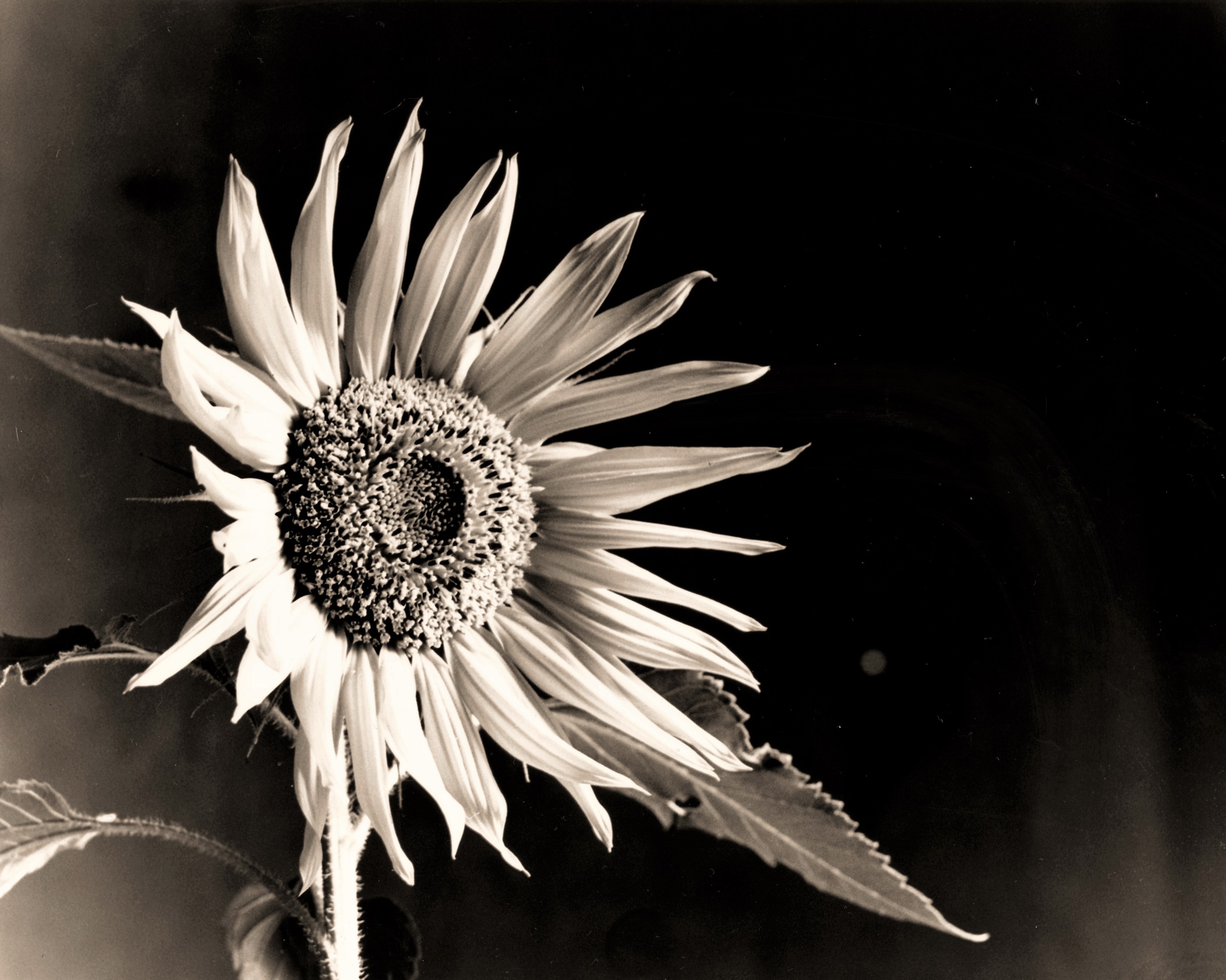 Sun Flower