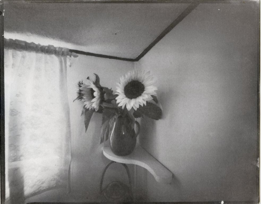 "Sun Flowers" Vandyke brown toned in gold.