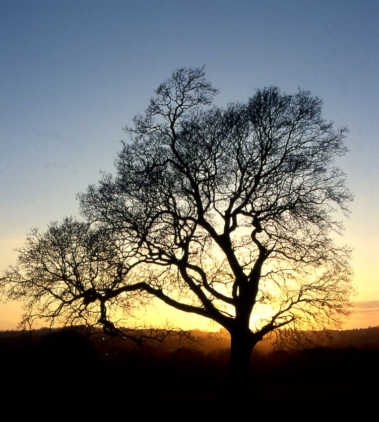Sun Hiding Behind a Tree