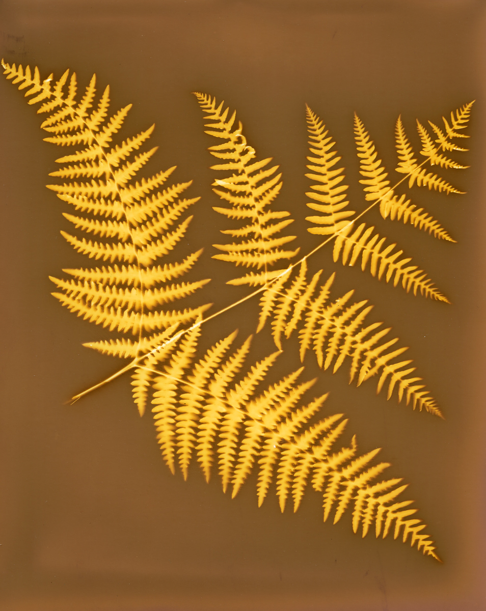 Sun-rayed Fern II (fixed)