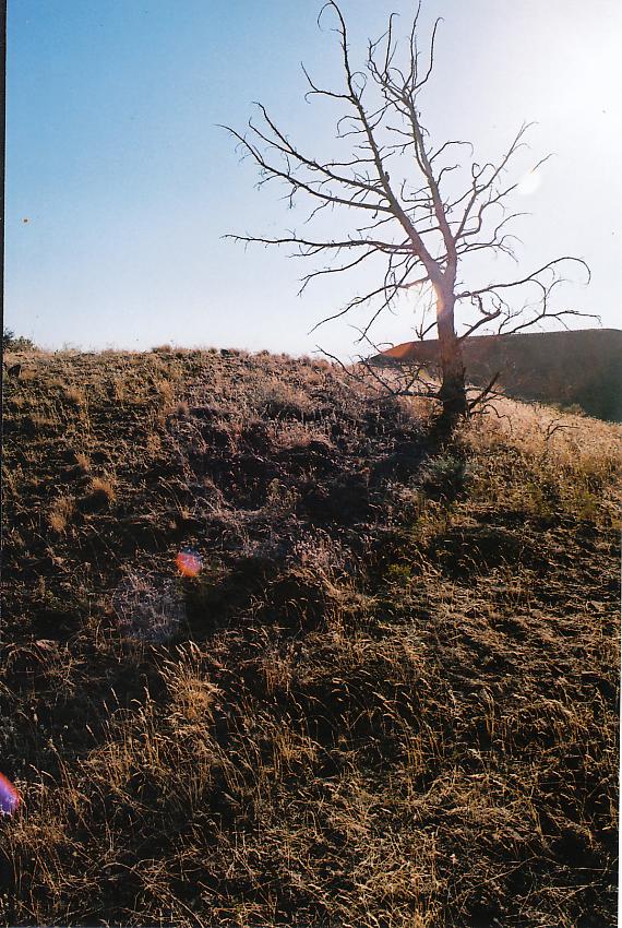 Sun Through Dead Tree