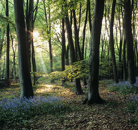 Sunbeam In The Blubell Wood