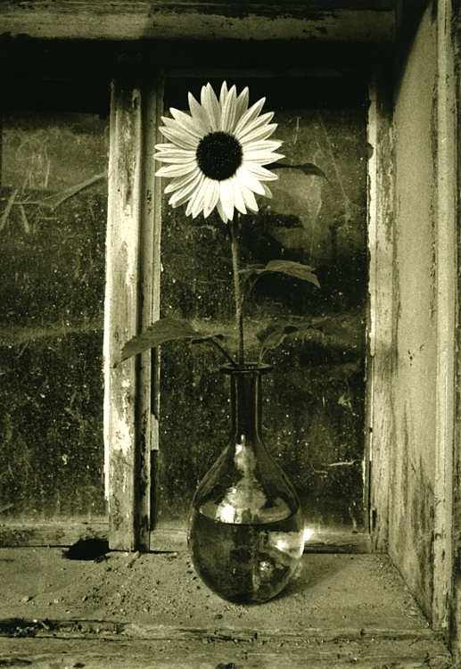 Sunflower -1