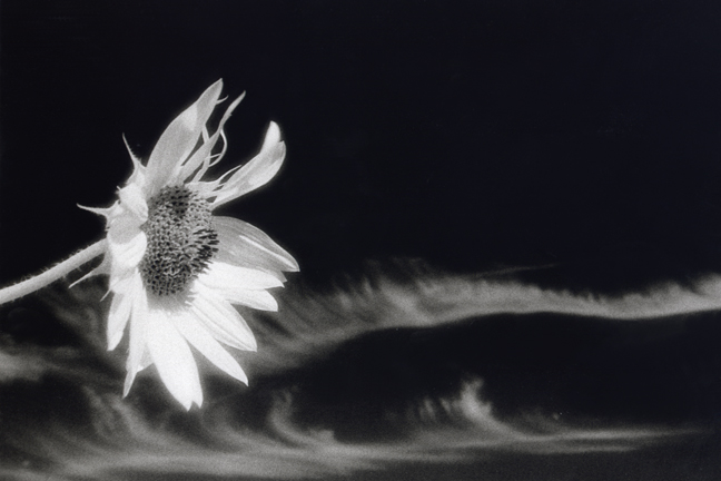 Sunflower and Clouds