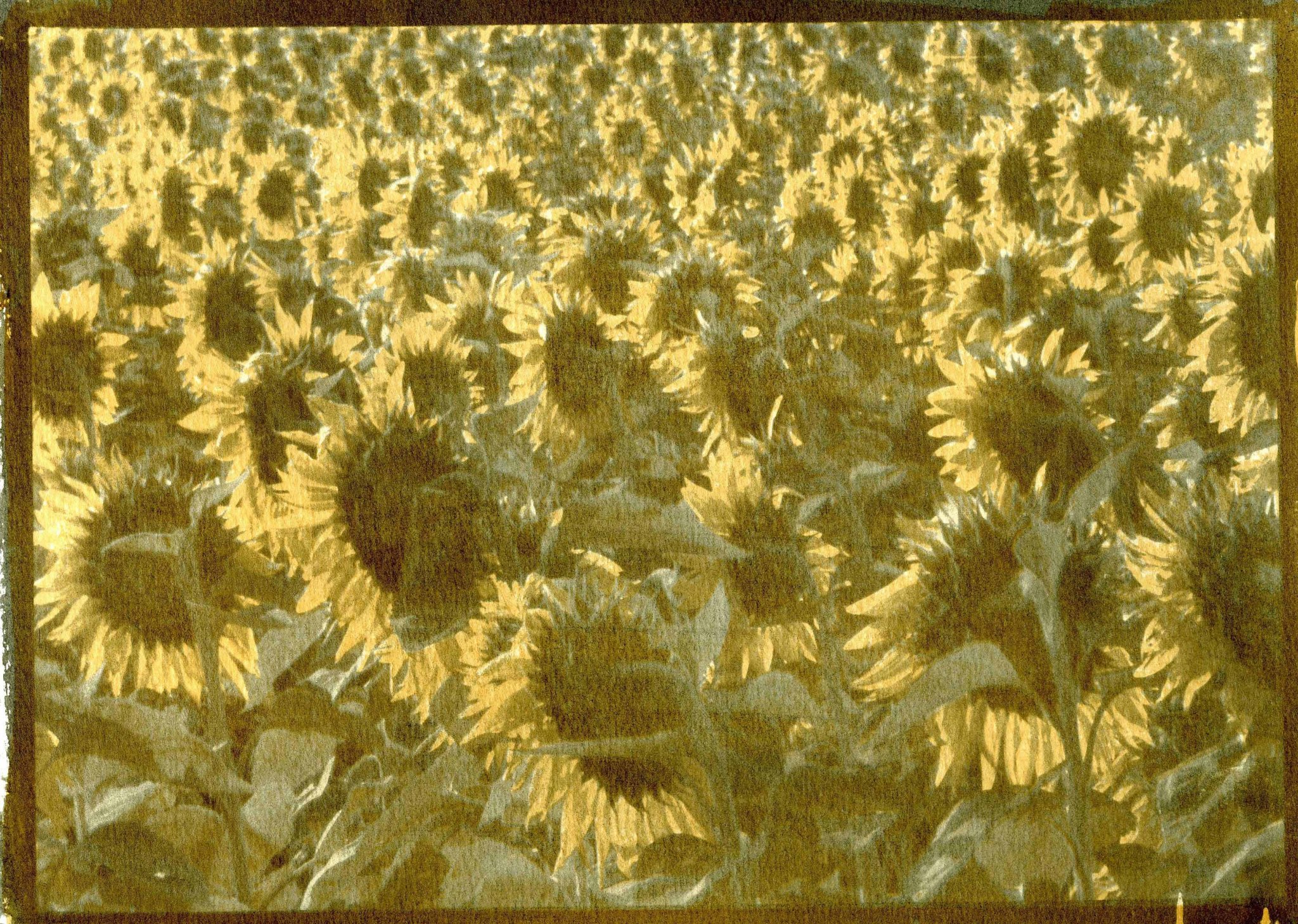Sunflower  Field -s - Ivory Black