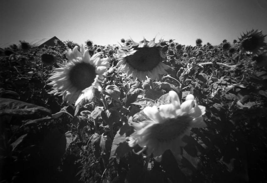 Sunflower Field