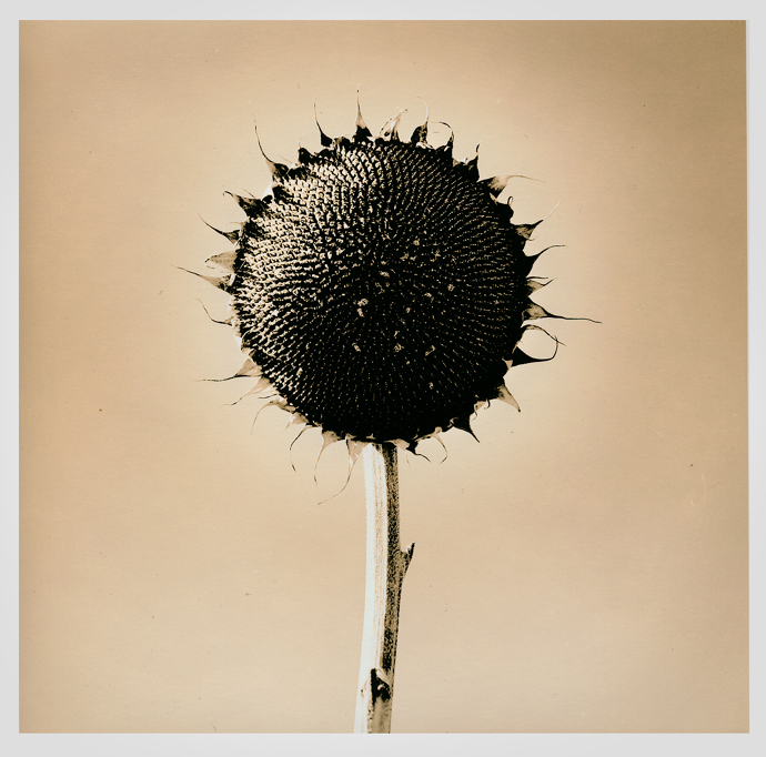 Sunflower Iii