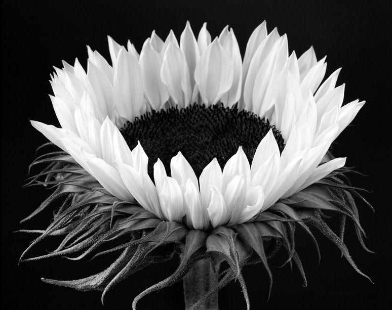 Sunflower Queen