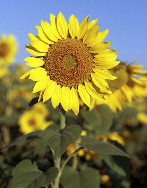 Sunflower