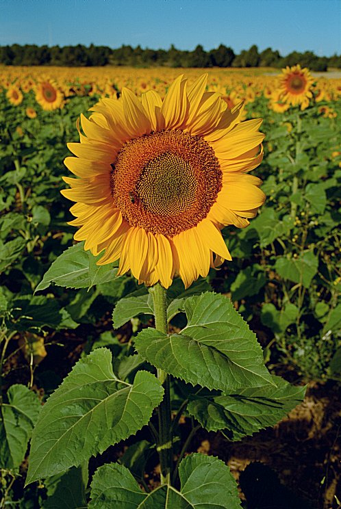 Sunflower