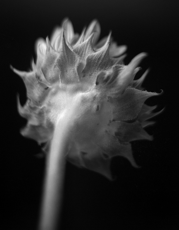 Sunflower...