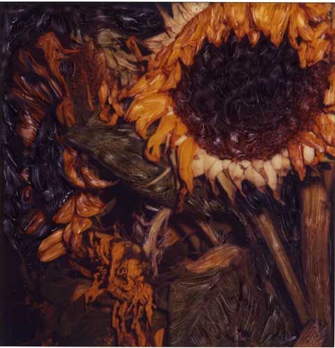 sunflower007ws