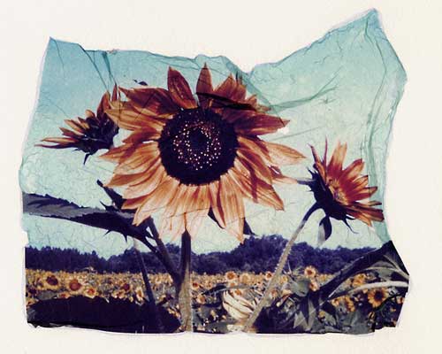 sunflowerlift001ws