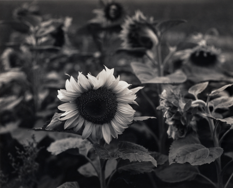 Sunflowers at Furzen farm