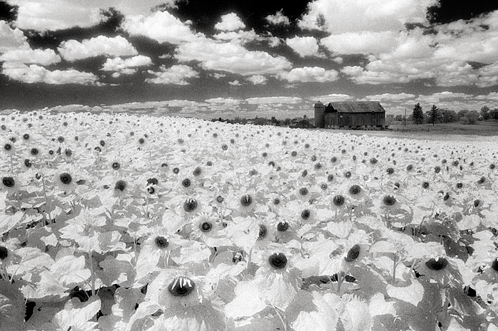 sunflowers barn ir