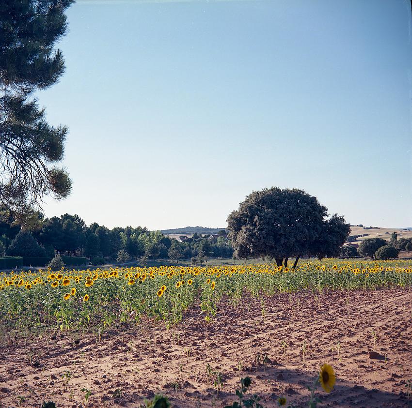 Sunflowers