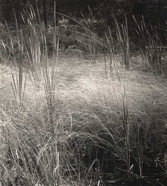 Sunlit Grasses, O'Neil Lake