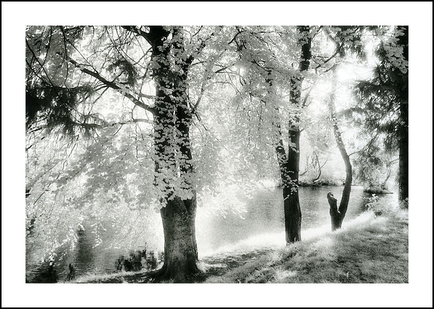 SUNNY AFTERNOON