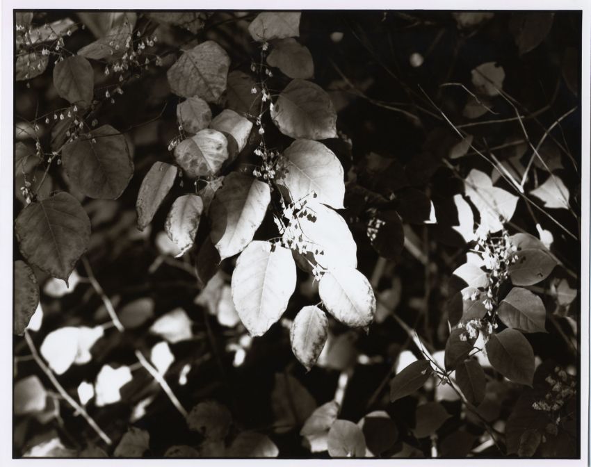 sunspot