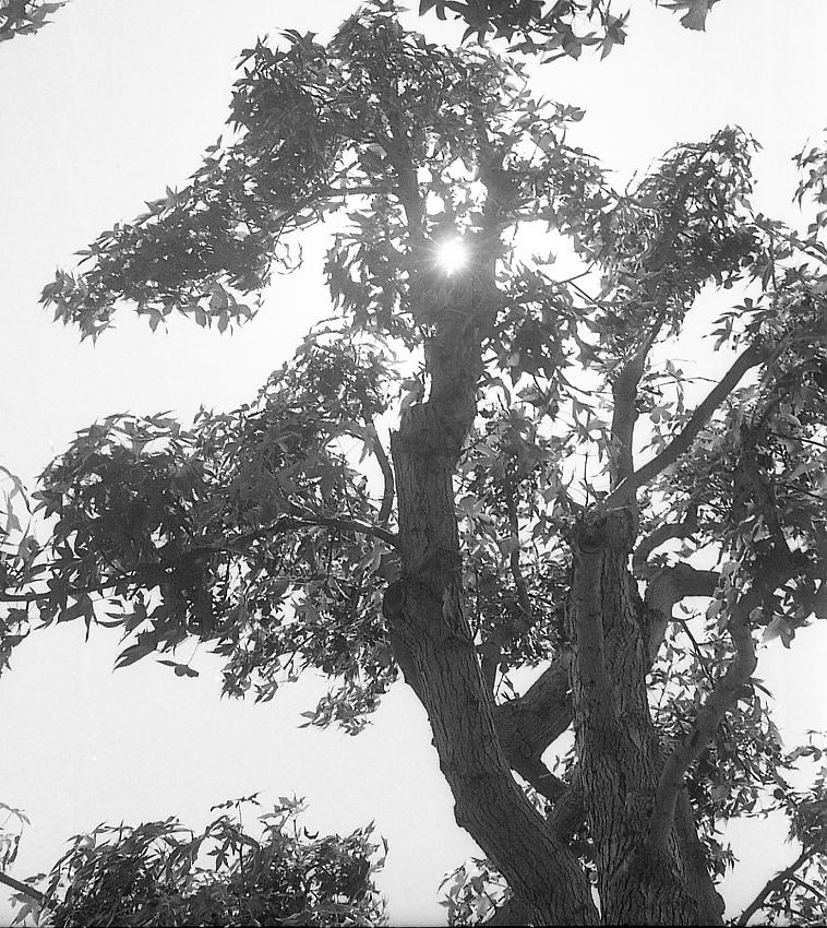 sunstar