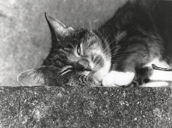 Suzie