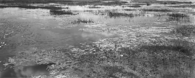 Swamp Form #1, Everglade NP, 2006