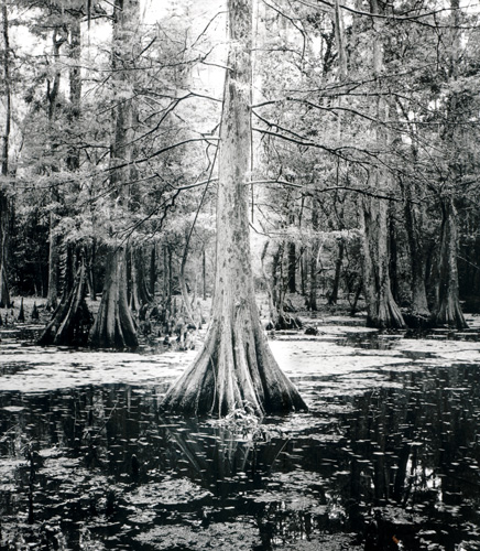 Swamp Light