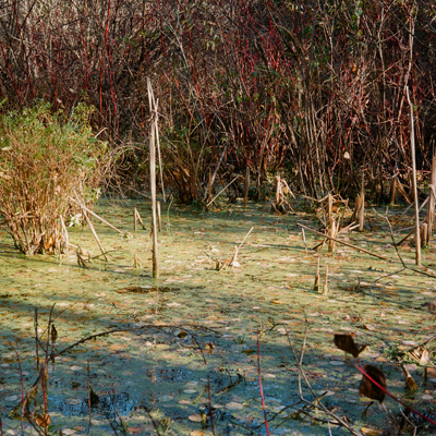 Swamp