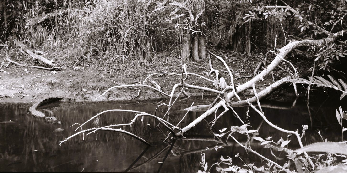 Swamp