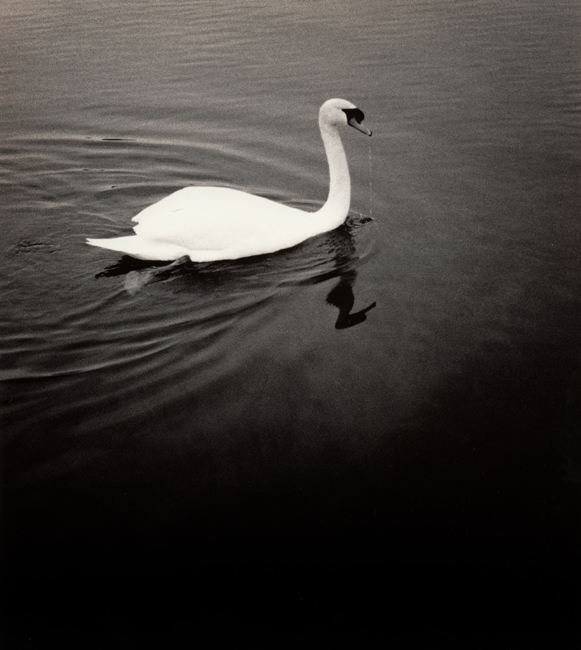 Swan Song