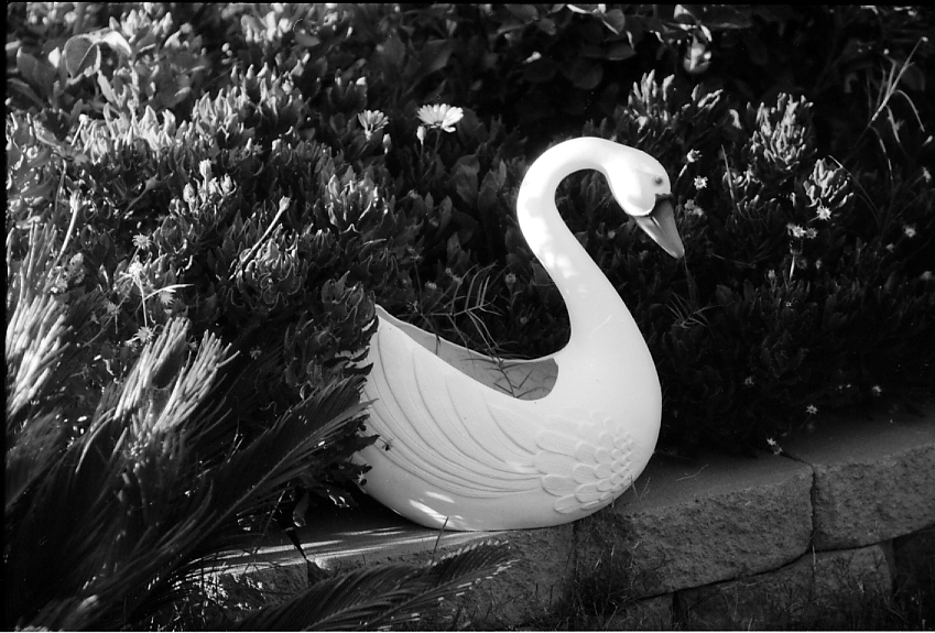 Swan
