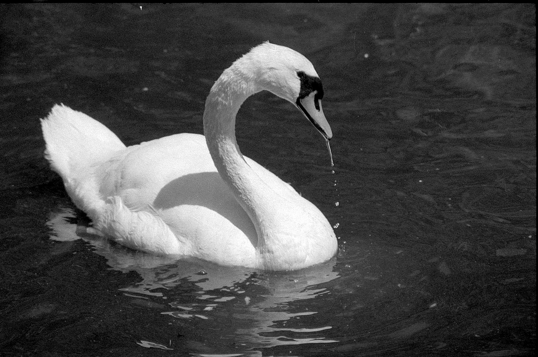 Swan