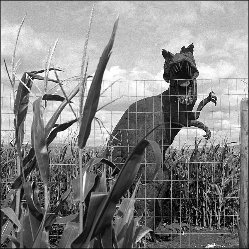Swank Farm Pumpkin Patch