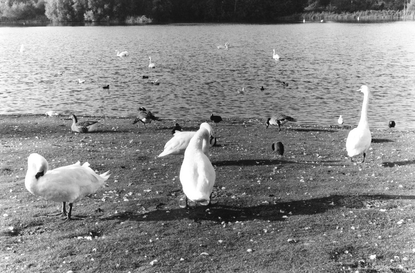 Swans, Norfolk