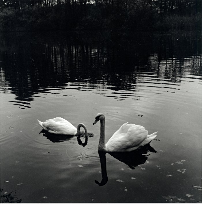 Swans on a Pond