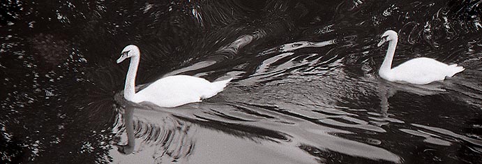 Swans