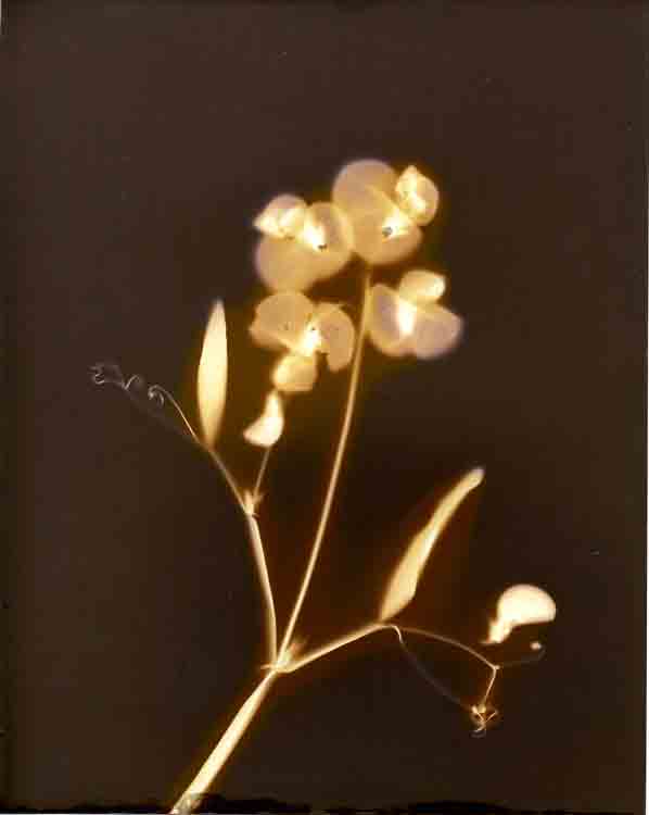 Sweet-Pea