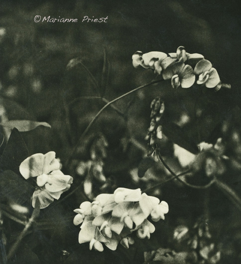 Sweet Peas