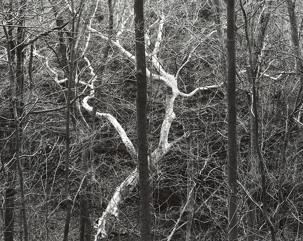 Sycamore, Roaring Run Gorge