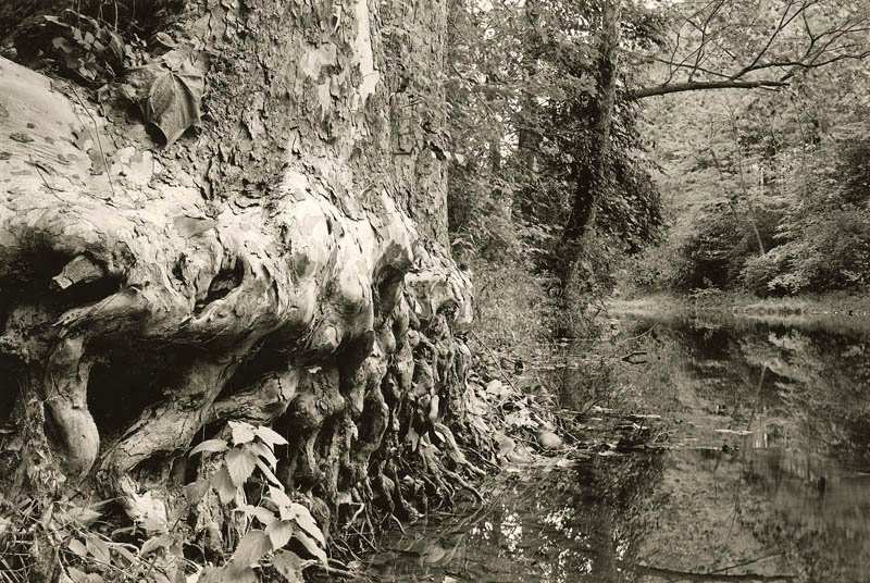 Sycamore Roots, Eagle Creek
