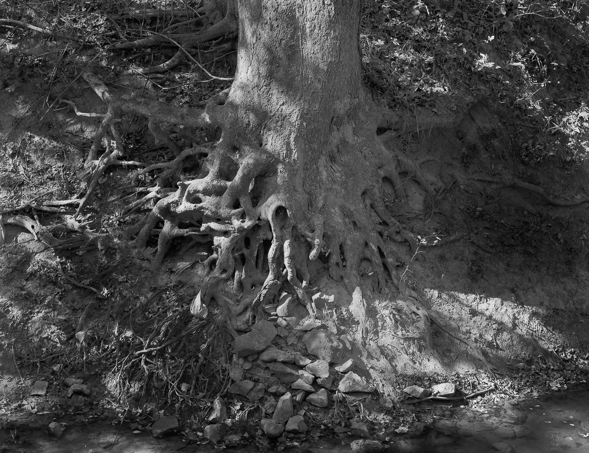 Sycamore Roots