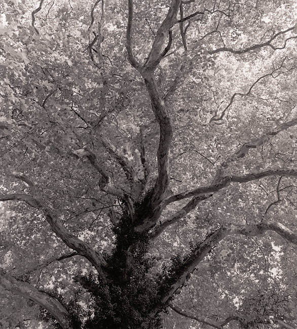 Sycamore Tree